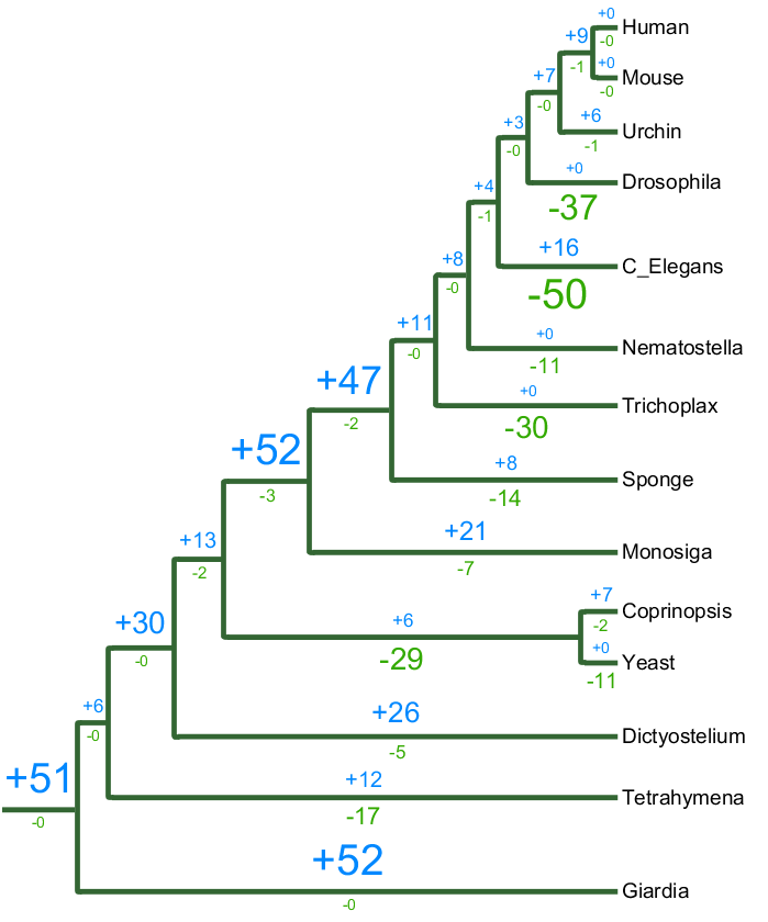 Evolutionary Tree of protein kinase subfamilies